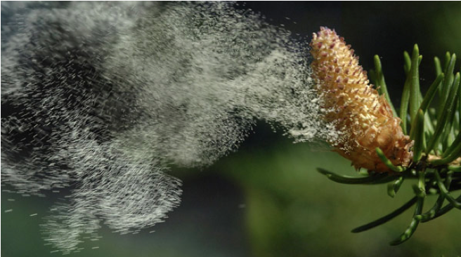 Pyłek sosny jak pomaga zachować kondycję i zdrowie?